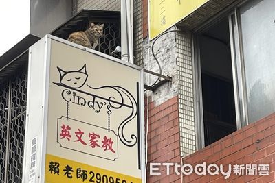 「英文家教」站2樓看板親自招生！　跩臉笑翻千人：只學到meow