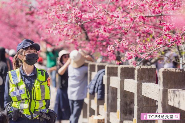 ▲▼             泰安派出所的櫻花祭開跑。（圖／翻攝自TCPB局長室臉書）