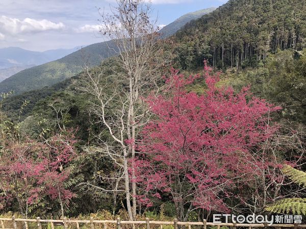 ▲藤枝國家森林遊樂區盛開的山櫻花            。（圖／記者陳崑福翻攝，下同）