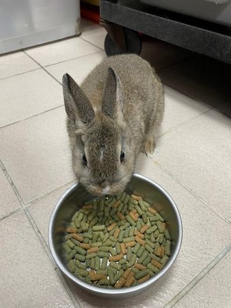 ▲兔子…等可愛動物，桃園動保處3/8開放領養