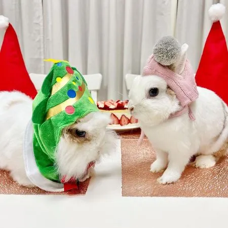▲獅子兔「次郎」和米克斯兔「太郎」。（IG／bunny_tarojiro）
