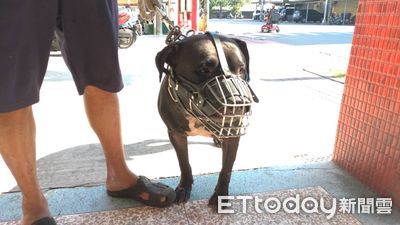 最後期限！合法飼養比特犬登記日期曝光　出門未罩慘⋯繁殖罰25萬