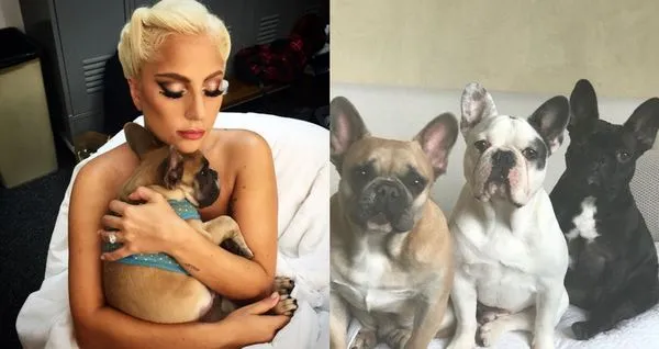 ▲▼女神卡卡（Lady Gaga）的3隻愛犬曾在2021年2月遭歹徒持槍劫走。（圖／翻攝自IG）