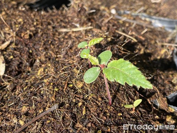 ▲阿里山千金榆苗木培育。（圖／南投林區管理處提供）