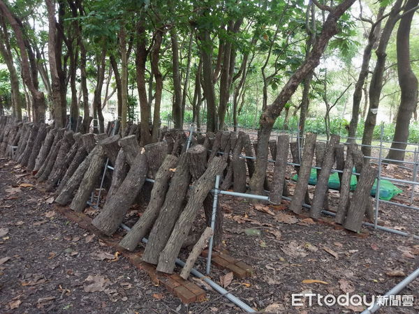 ▲農委會已開放段木香菇等作物之林下使用。（圖／南投林區管理處提供）