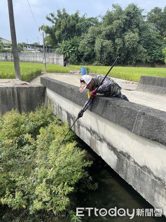 ▲▼ 嘉義縣招募綠鬣蜥移除大隊，歡迎有志者加入  。（圖／嘉義縣政府提供）