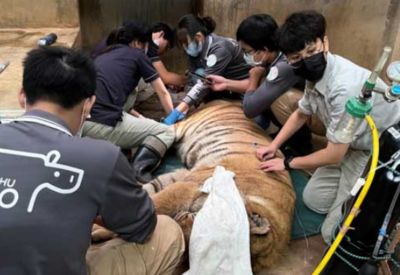 新竹動物園老虎「來福」病痛纏身　園方忍痛安樂死送最後一程