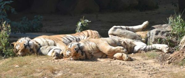 ▲▼新竹動物園老虎「來福」病痛纏身　園方忍痛安樂死送最後一程。（圖／翻攝新竹市動物園）