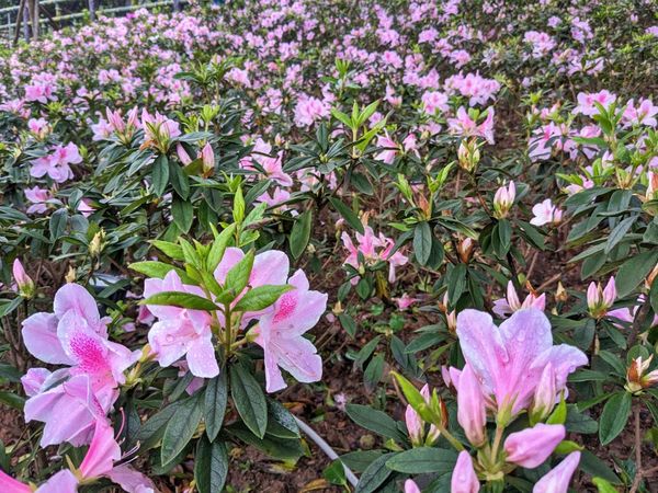 ▲萬金杜鵑「移動花聚落」開展。（圖／新北市農業局提供）