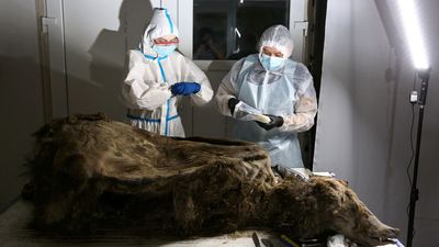 古代棕熊「永凍土冰封3500年」　科學家見軟組織、脂肪驚喜：第一具