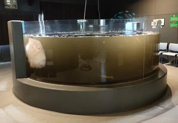 「烏賊吐汁」魚缸一片黑！日本水族館急道歉　魟魚求救樣笑翻網友