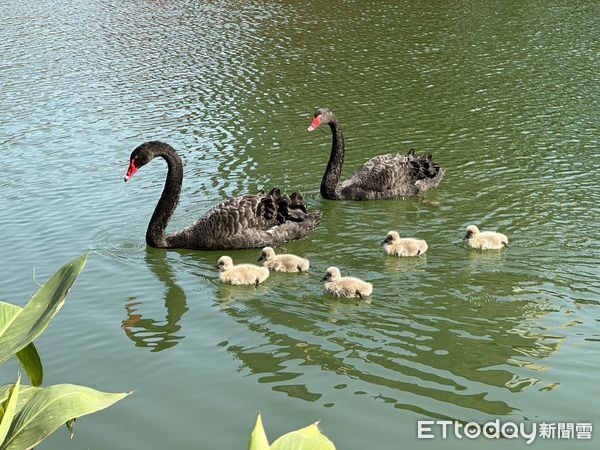 ▲▼台中秋紅谷黑天鵝寶寶超萌  吸引民眾湖邊欣賞。（圖／台中市政府）