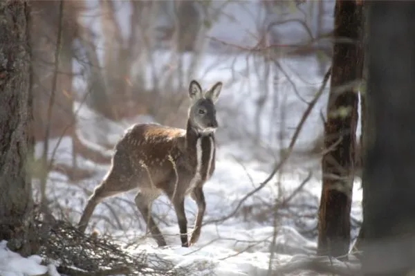 ▲Google發布兩韓非軍事區內拍攝的瀕危動物照片。（圖／翻攝自Google藝術與文化）