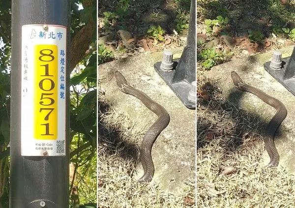 ▲有網友在板橋浮洲自行車道旁，驚見巨大的眼鏡蛇。（圖／翻攝自Facebook／爆料公社）