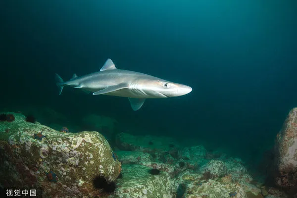 ▲▼翅鯊（dogfish sharks）。（圖／CFP）