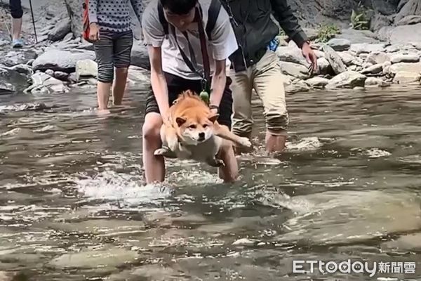 ▲▼不想碰水！固執柴「空中游泳」小手左右揮　媽笑：在演哪齣。（圖／IG@domo_chiu_0721）