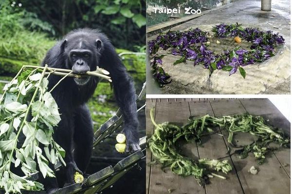 台北市立動物園的黑猩猩，會把食物排列成一個「圓形魔法陣」。（翻攝自台北市立動物園）