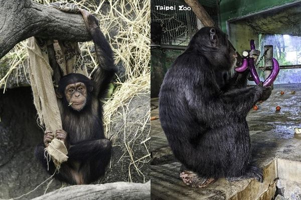 年輕的黑猩猩懂得自己找道具玩耍（左圖），有時候黑猩猩們會為了喜歡的茄子搶食甚至吵架。（翻攝自台北市立動物園）