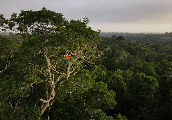 ▲▼亞馬遜雨林（amazon rainforest）。（圖／路透社）
