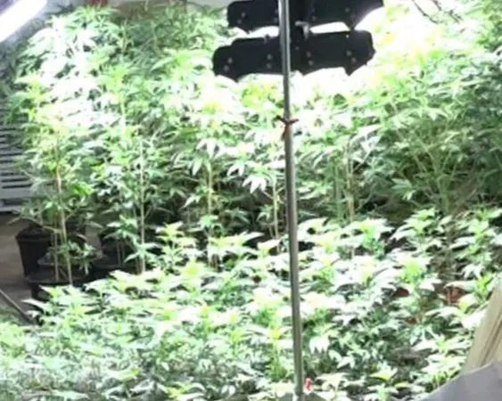 ▲彰化陳男栽種大麻。（圖／彰化地檢提供）