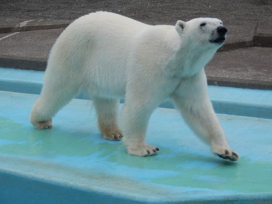 ▲▼日動物園母北極熊合籠遭公北極熊咬死。（圖／釧路市動物園）