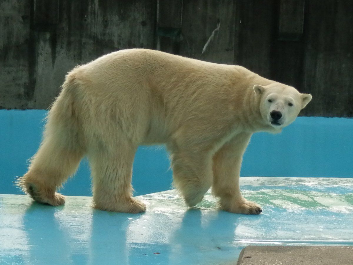 ▲▼kiroru日動物園母北極熊合籠遭公北極熊咬死。（圖／釧路市動物園）