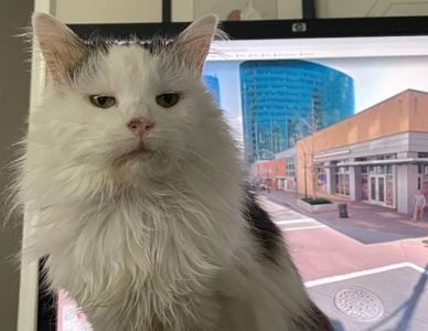 抖音百萬網紅喵「小燉肉」病逝！粉絲不捨：到天上當小天使吧