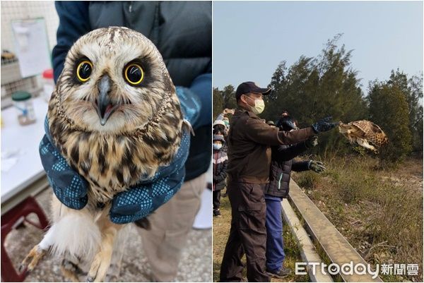 ▲金門國家公園管理處與賢庵國小垵湖分校師生，共同野放短耳鴞。（圖／記者林名揚翻攝）