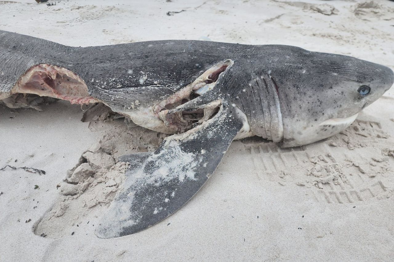 沙灘驚見17具鯊魚屍！肝臟全被吃光　專家抖曝開膛手：是牠們 | ETto