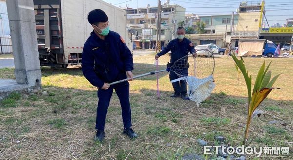 ▲▼員警充當保育員將亂竄在馬路上的鴨子一一捕獲，還給用路人行車安全。（圖／記者吳世龍翻攝）