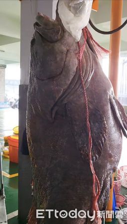 ▲▼嘉義一名漁民於東石外海捕獲重達70.6公斤、肉質肥美的野生巨大龍膽石斑。（圖／記者翁伊森翻攝）
