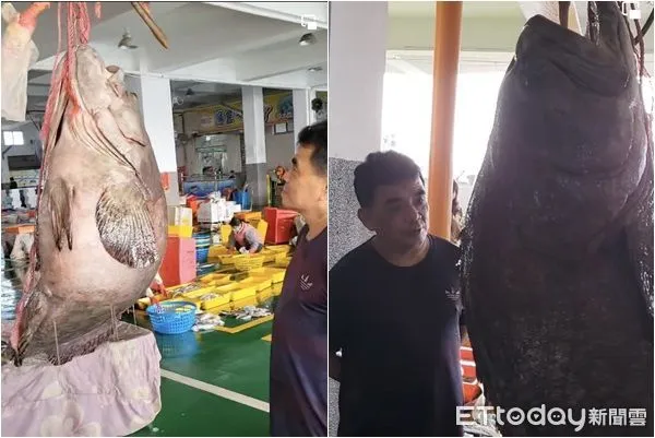 ▲▼嘉義一名漁民於東石外海捕獲重達70.6公斤、肉質肥美的野生巨大龍膽石斑。（圖／記者翁伊森翻攝）