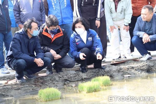 ▲雲林麥寮、水林等海線地區一、二月寒流低溫伴隨強風，造成秧苗嚴重黃化枯死。（圖／記者蔡佩旻翻攝）