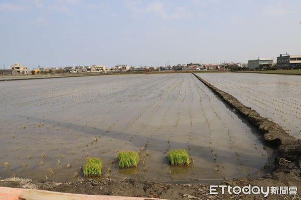 ▲雲林麥寮、水林等海線地區一、二月寒流低溫伴隨強風，造成秧苗嚴重黃化枯死。（圖／記者蔡佩旻翻攝）