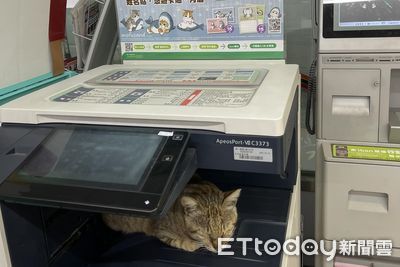 超商推出3D列印？　印表機冒出「肉感虎斑貓」驚艷千人：太逼真了