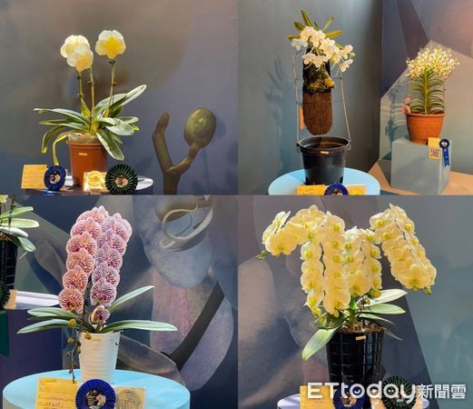 ▲獲獎的不同品種蘭花。（圖／黃志芳提供）
