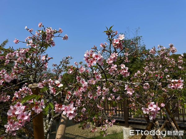 ▲台南山上花園水道博物館園區富士櫻及八重櫻目前也開始綻放，雖然數量不如河津櫻的眾多，但一次可以觀賞到3種不同的櫻花，相當適合安排賞花。（圖／記者林悅翻攝，下同）