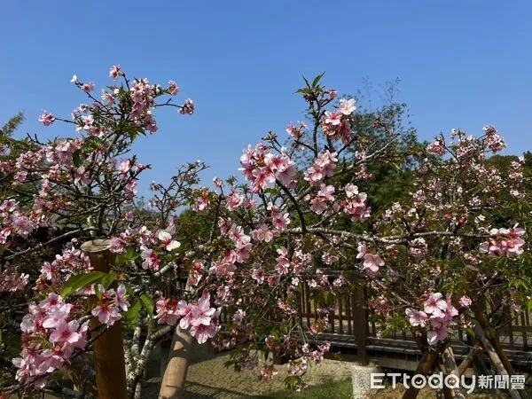 ▲台南山上花園水道博物館園區富士櫻及八重櫻目前也開始綻放，雖然數量不如河津櫻的眾多，但一次可以觀賞到3種不同的櫻花，相當適合安排賞花。（圖／記者林悅翻攝，下同）