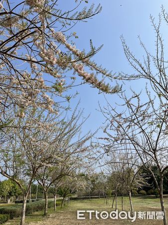 ▲台南山上花園水道博物館園區富士櫻及八重櫻目前也開始綻放，雖然數量不如河津櫻的眾多，但一次可以觀賞到3種不同的櫻花，相當適合安排賞花。（圖／記者林悅翻攝，下同）