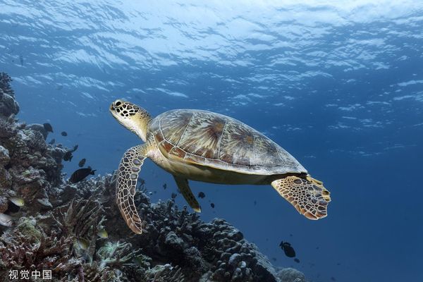 ▲▼ 海龜,海洋保護。（圖／CFP）