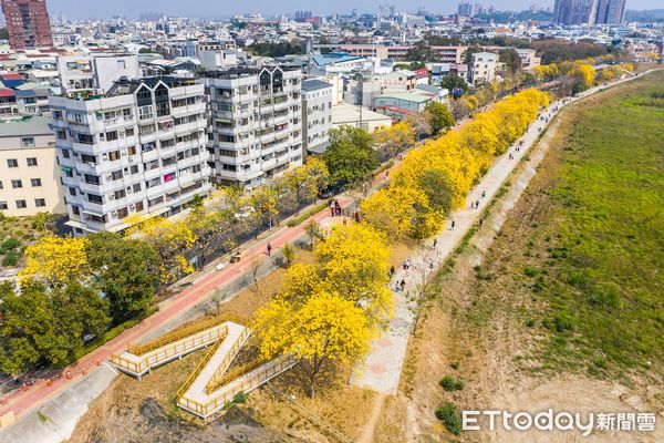 ▲▼  軍輝橋畔黃花風鈴木盛開成金色隧道嘉市興安國小全校出動「閱讀春天」   。（圖／嘉義市政府提供）