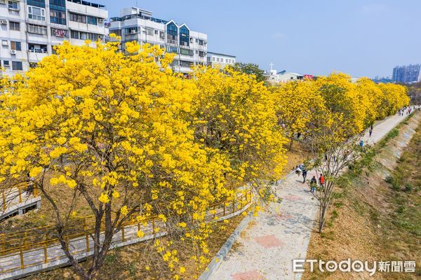 ▲▼  軍輝橋畔黃花風鈴木盛開成金色隧道嘉市興安國小全校出動「閱讀春天」   。（圖／嘉義市政府提供）