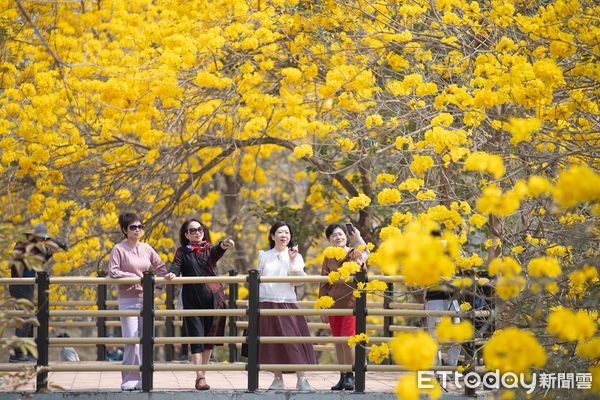 ▲▼  軍輝橋畔黃花風鈴木盛開成金色隧道嘉市興安國小全校出動「閱讀春天」   。（圖／嘉義市政府提供）