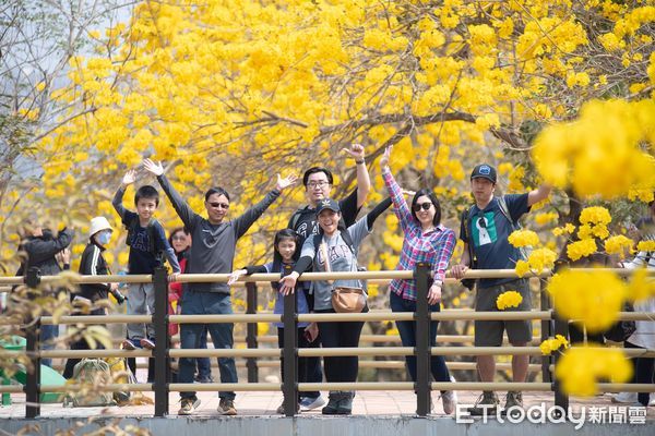 ▲▼  軍輝橋畔黃花風鈴木盛開成金色隧道嘉市興安國小全校出動「閱讀春天」   。（圖／嘉義市政府提供）