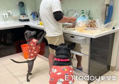爸爸廚房料理食材遭「紅衣雙寶狗圍攻」 只有牠超跩「躺沙發」