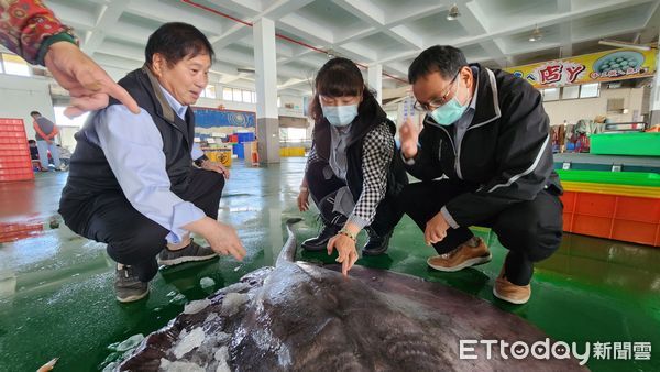 ▲▼嘉義東石魚市出現重達30公斤的超巨魟魚。（圖／記者翁伊森翻攝）