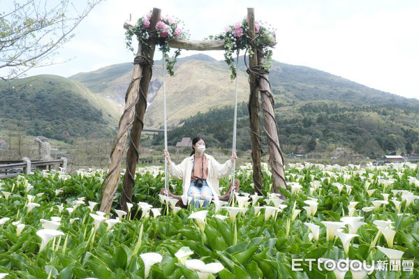 ▲名陽匍休閒農莊,竹子湖海芋3/7花況,小油坑。（圖／記者彭懷玉攝）