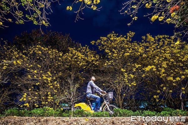 ▲▼  嘉市府迎花季 公開獨「嘉」自行車道秘境璀燦黃花風鈴木、繽紛九重葛盛放迎賓   。（圖／嘉義市政府提供）