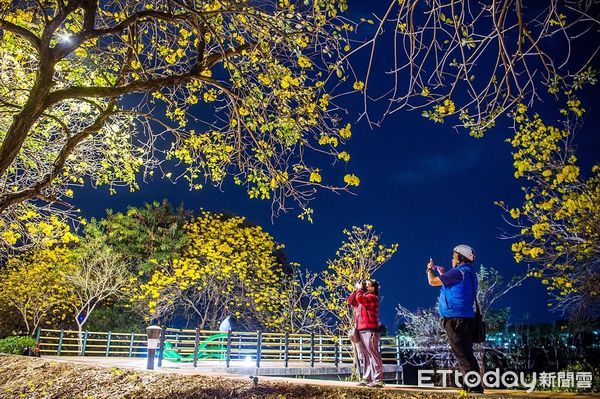 ▲▼  嘉市府迎花季 公開獨「嘉」自行車道秘境璀燦黃花風鈴木、繽紛九重葛盛放迎賓   。（圖／嘉義市政府提供）