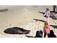 野小女童「撿石頭丟海獅」！救生員廣播罵：請妳離開　母下秒舉動讓全網炸鍋
